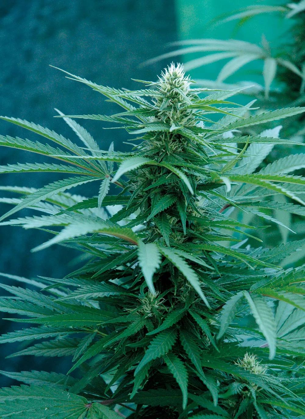 Las plantas que florecen en julio y agosto no sufren apenas lluvias. 