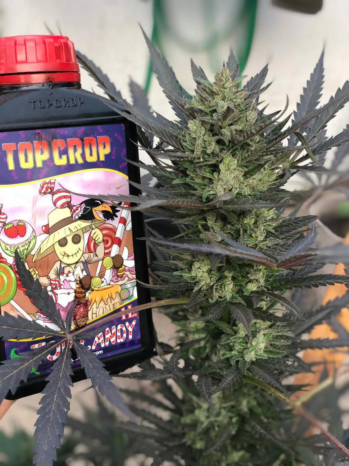 Top Candy de Top Crop está elaborado a base de melaza de caña