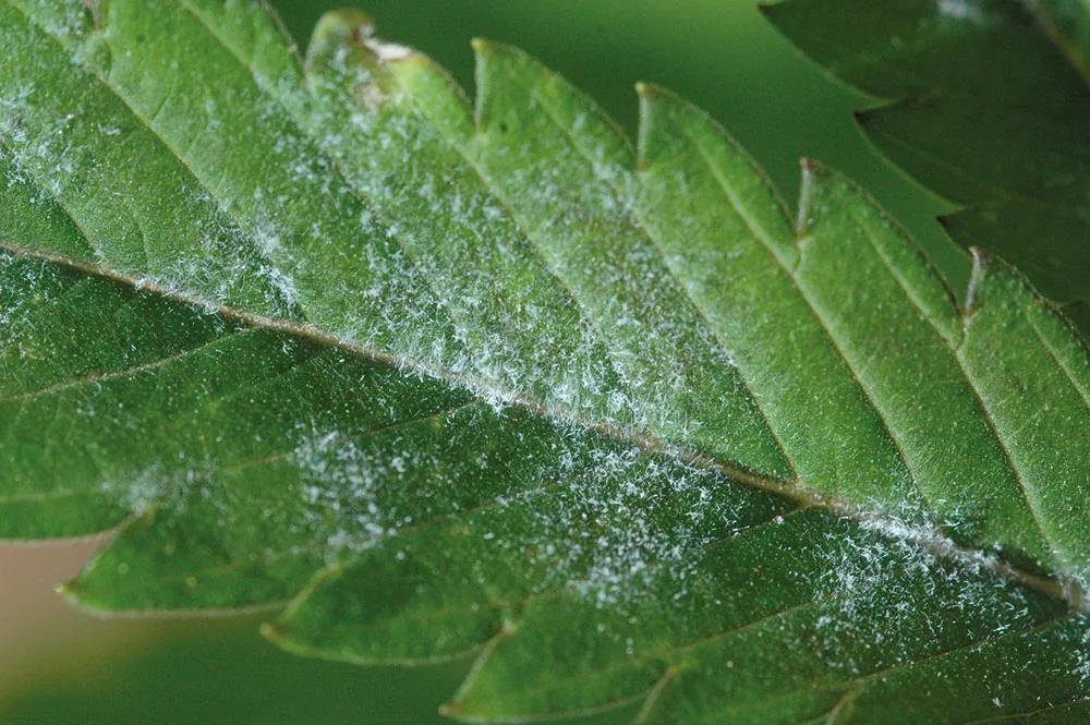 El oídio forma un inconfundible polvo blanco que cubre las hojas.