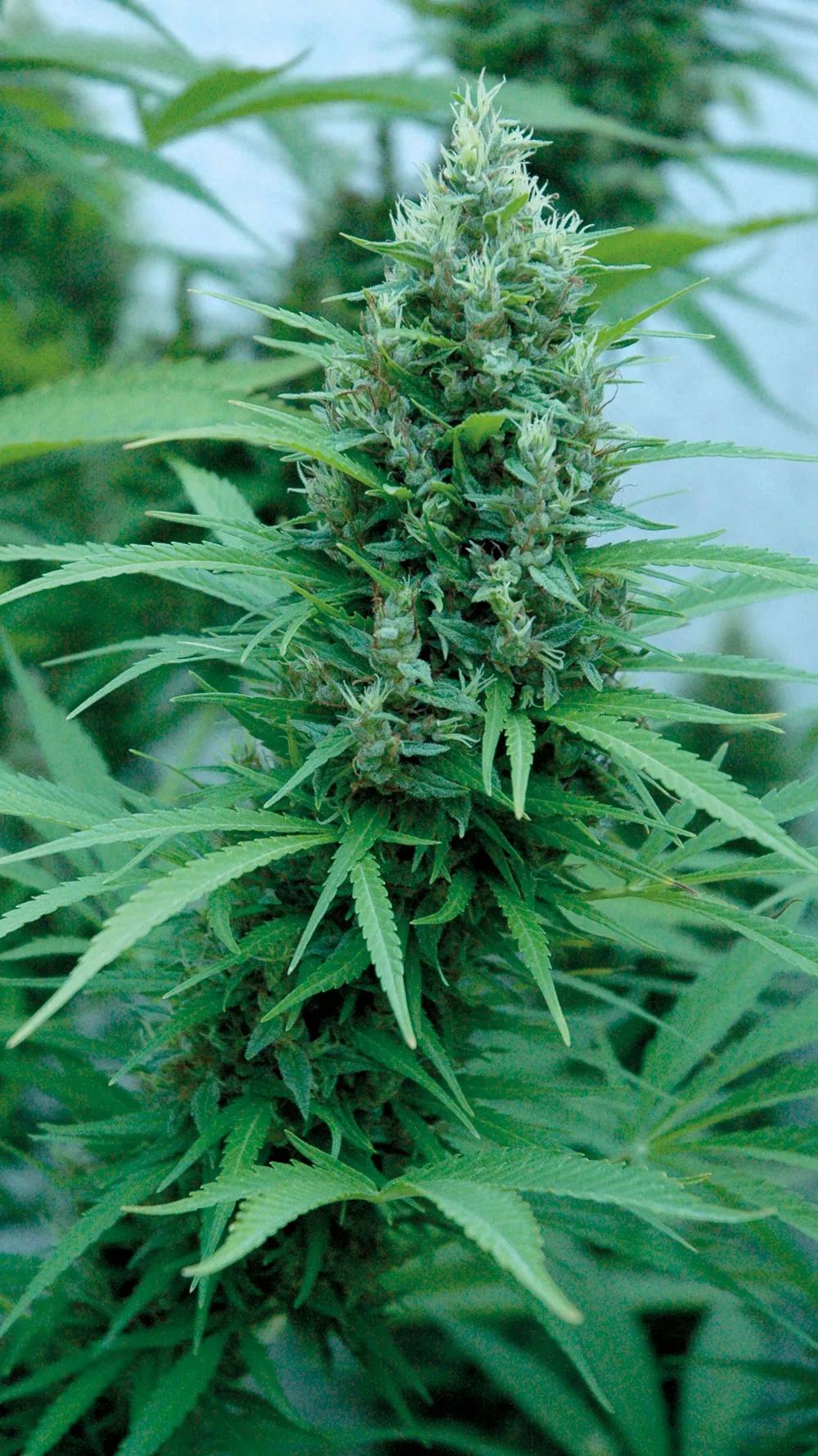 Combina el cultivo de variedades resistentes con buenas prácticas de prevención para obtener cosechar libres de plagas. 