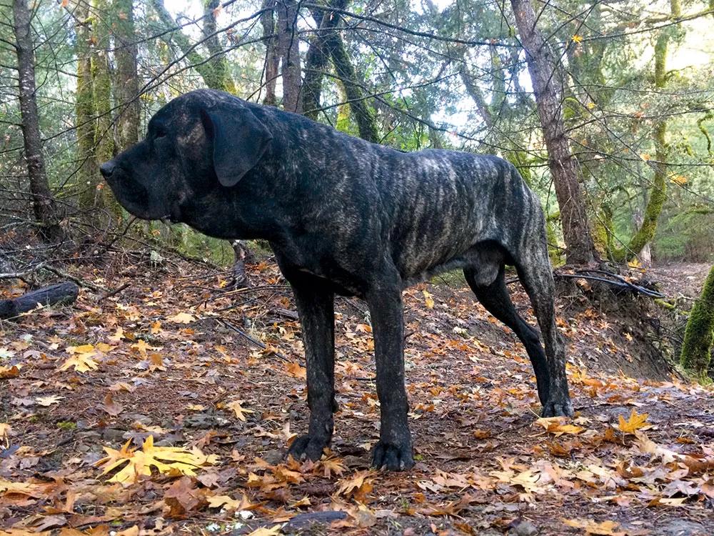 Akån en todo su esplendor, siempre alerta y protector.