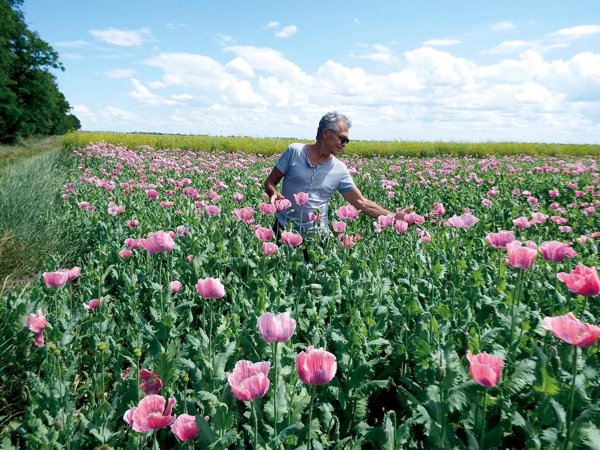 Samorini en un campo de adormideras