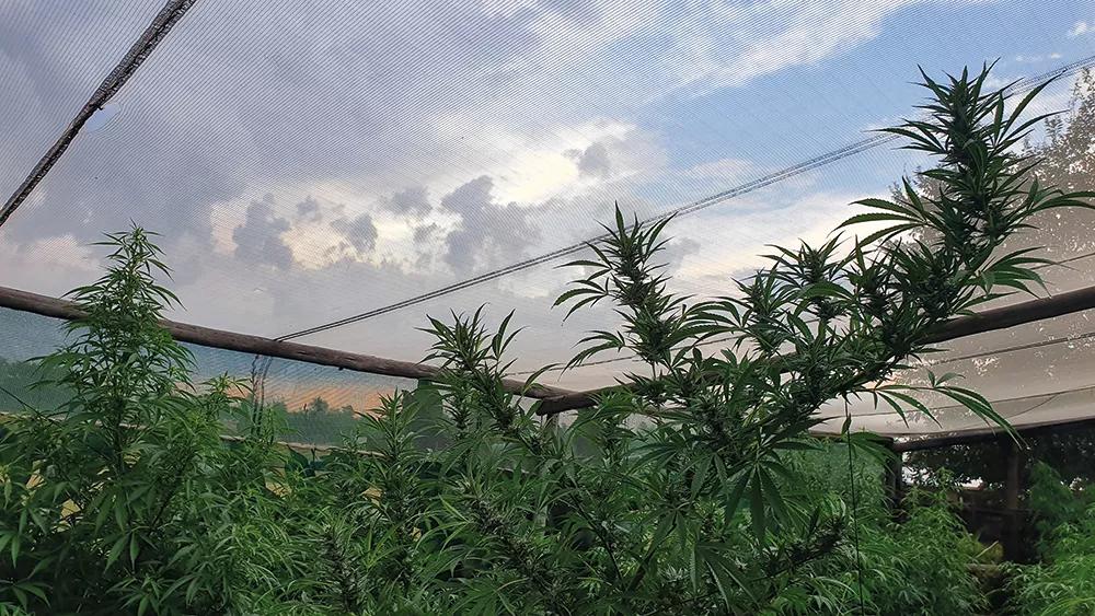 Invernadero de Myrtle y Jules bajo el cielo sudafricano.