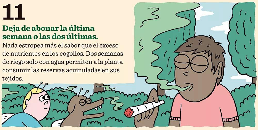 Once claves para la fertilización: como conseguir los mejores cogollos