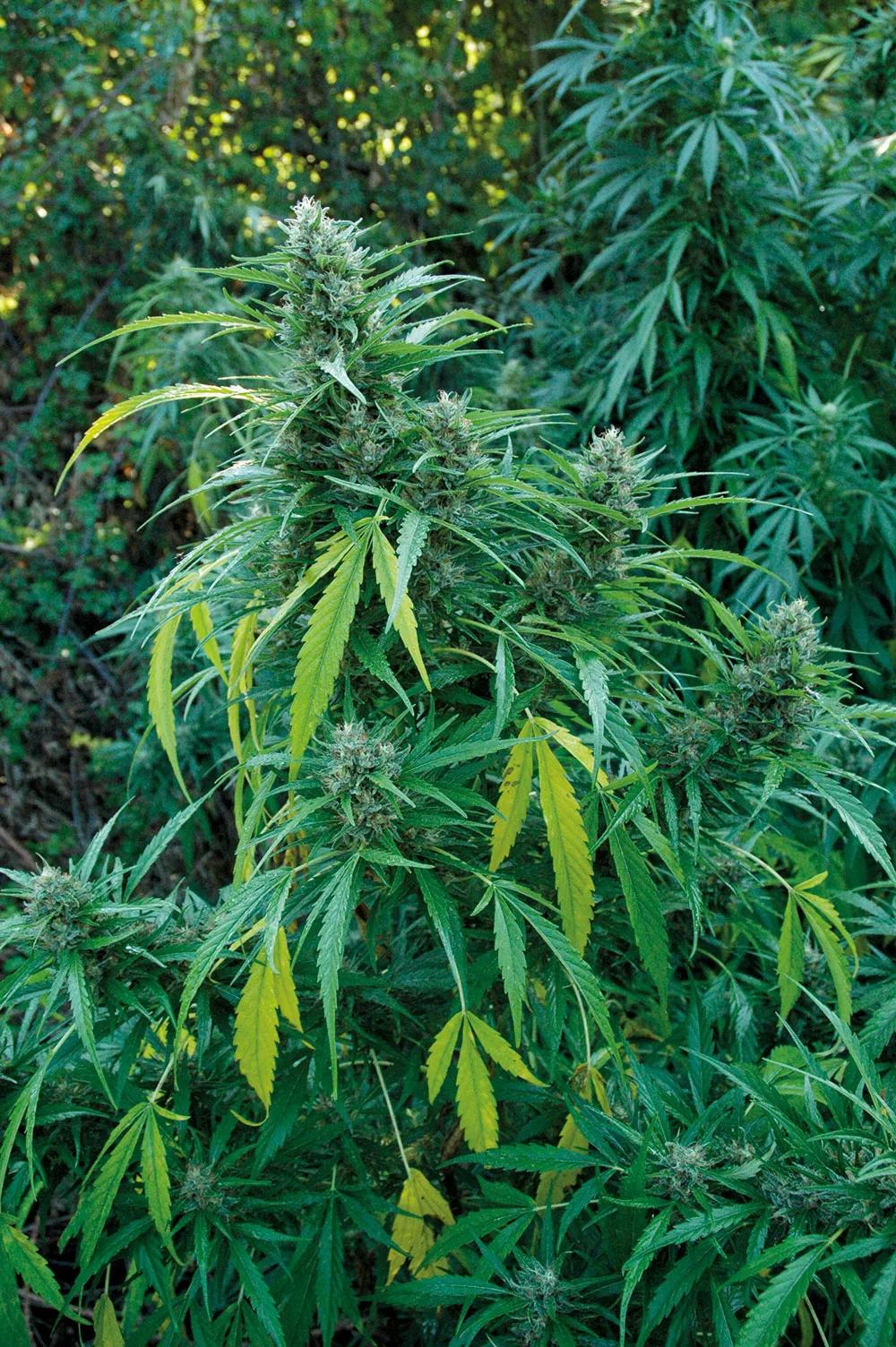 as hojas más grandes amarillean naturalmente al final de la floración y no hay que preocuparse. 