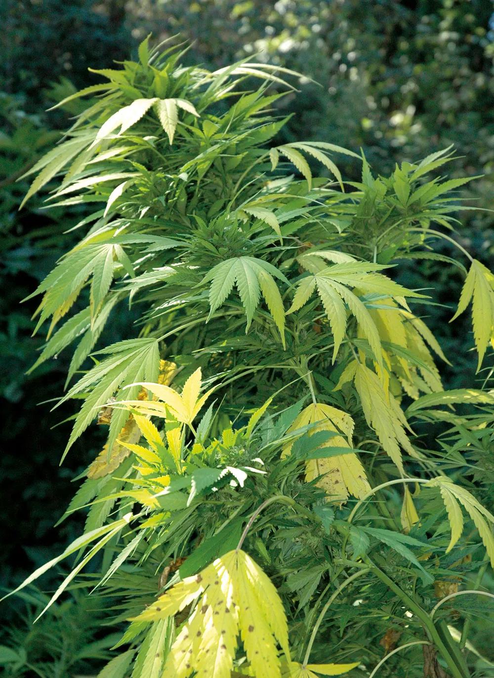 Si amarillean demasiadas hojas y demasiado pronto, sube la dosis de abono, ya que les falta nitrógeno. 