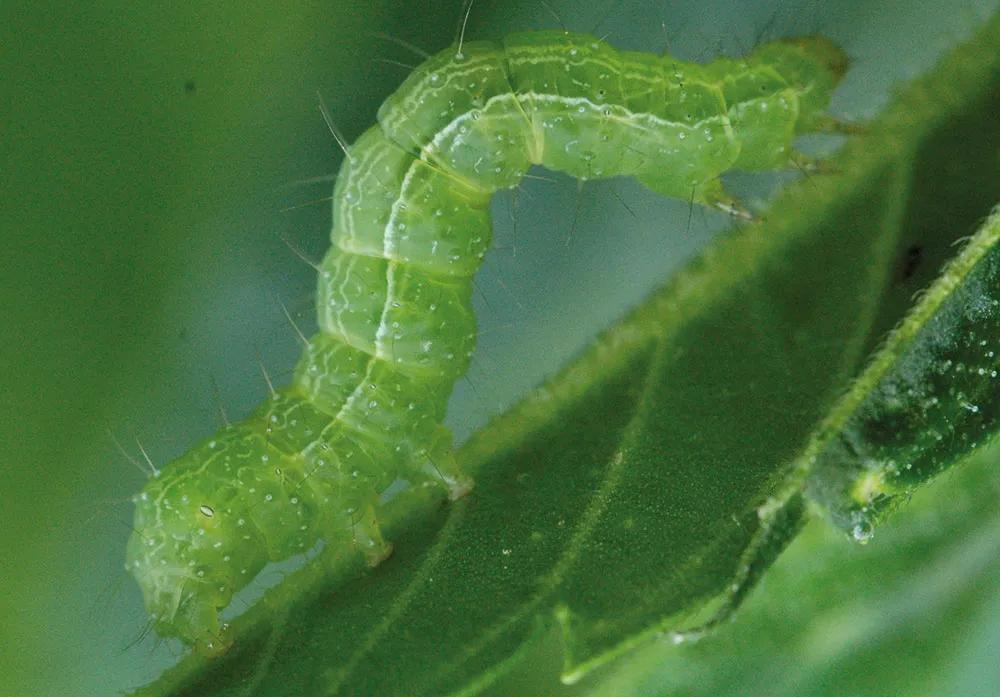 Una oruga devoradora de cogollos adulta: mucho más resistente a los insecticidas. 