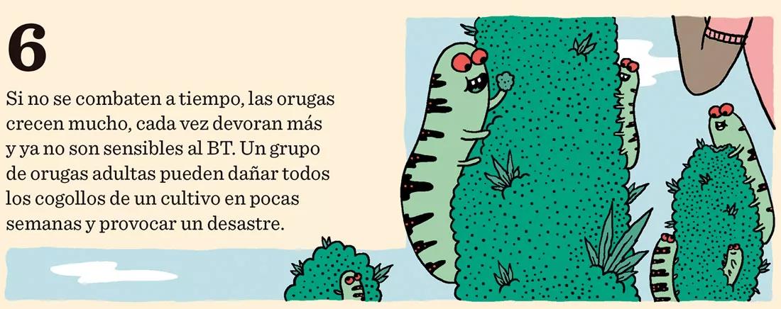 Los enemigos del cogollo: arañas rojas, orugas del cogollo, botritis y oídio