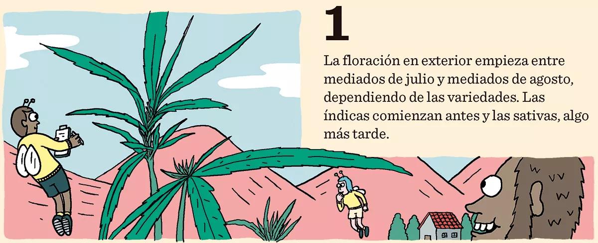 Diez consejos para una buena floración 