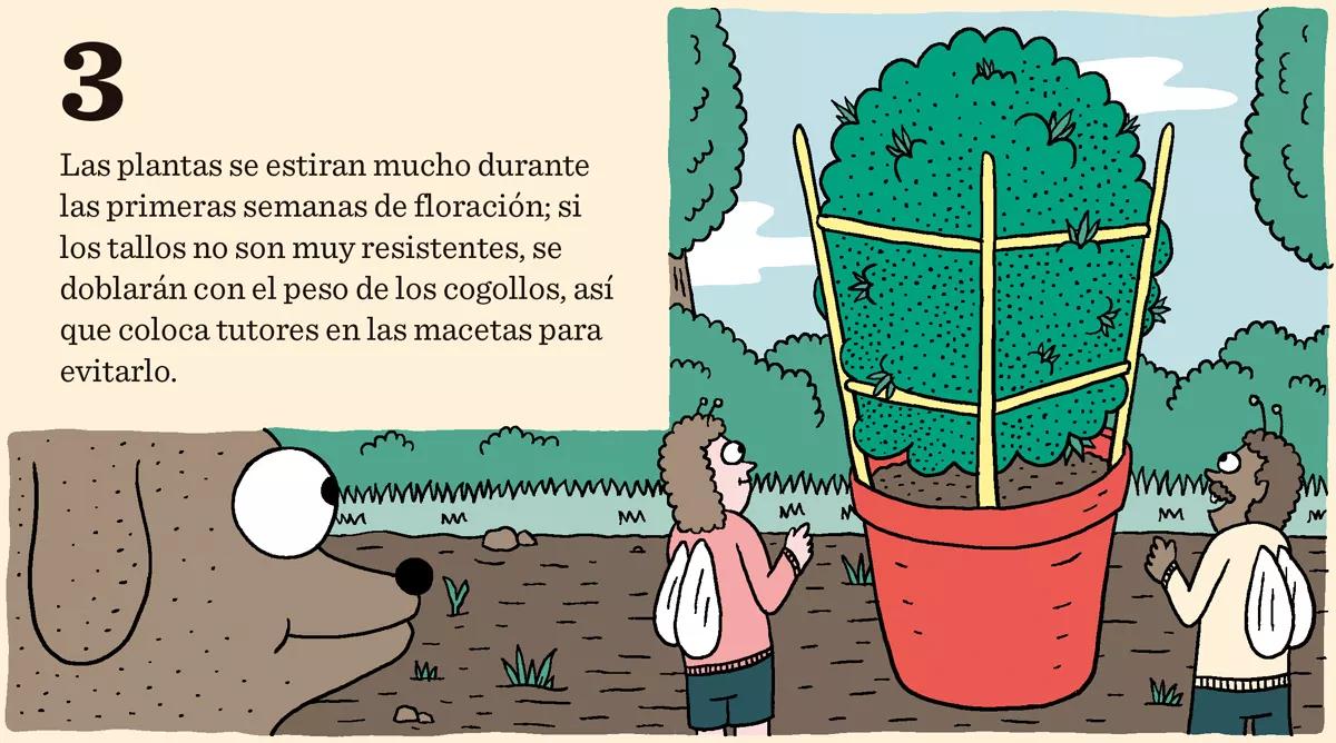 Diez consejos para una buena floración 