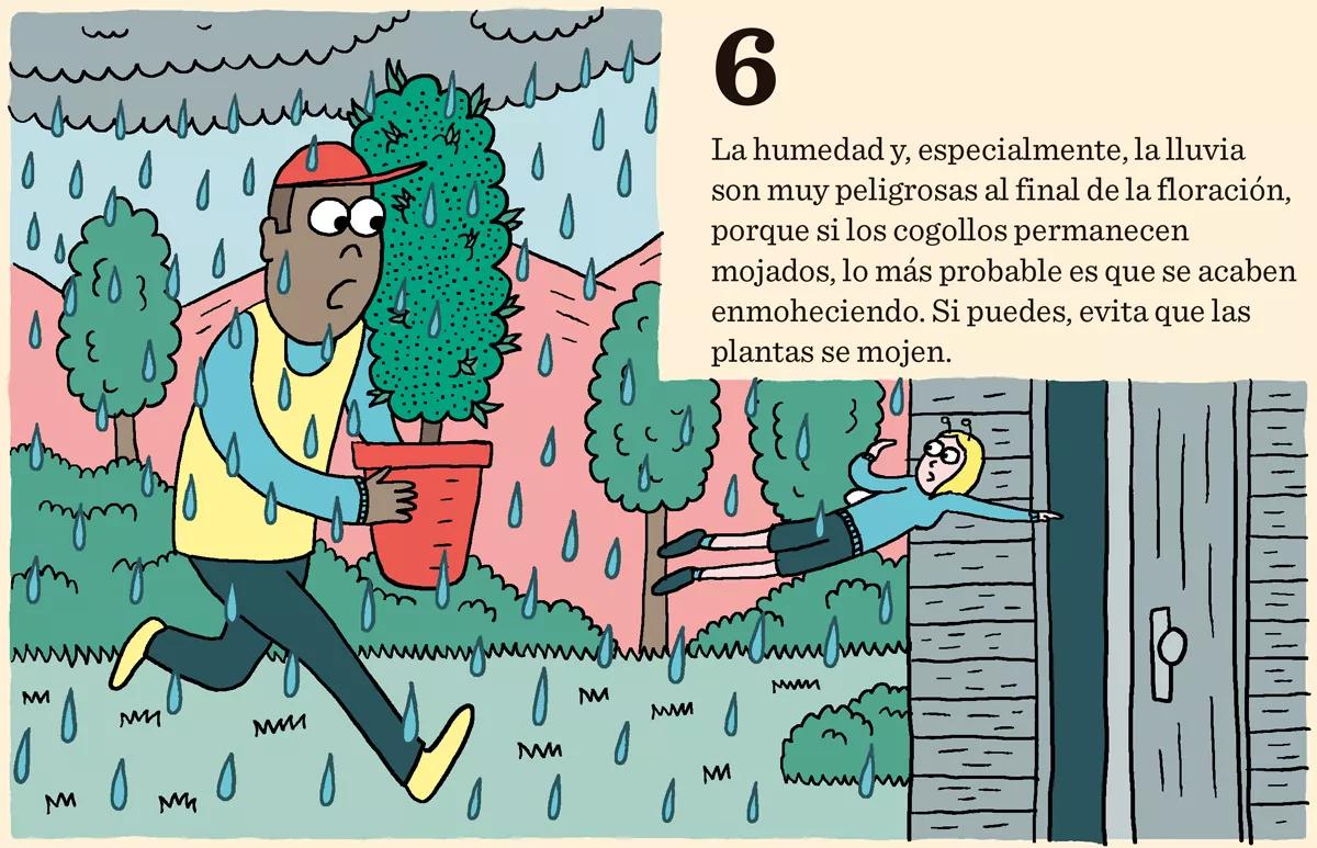 Diez consejos para una buena floración 