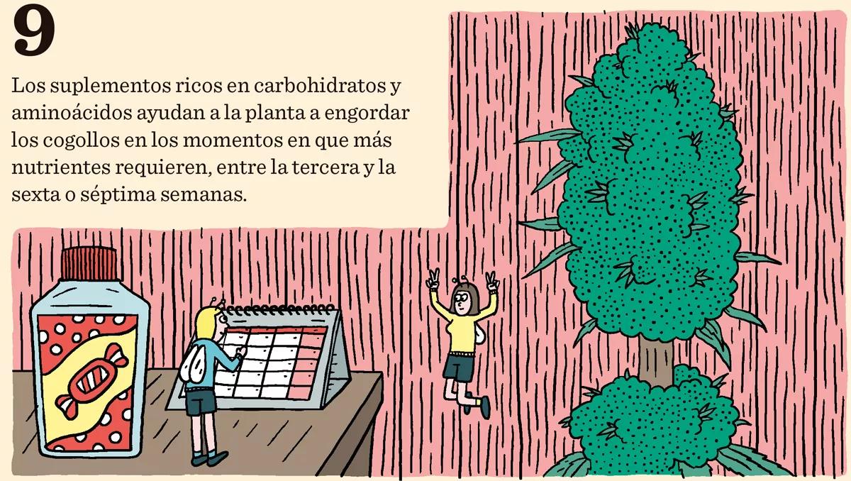 Diez consejos para una buena floración 