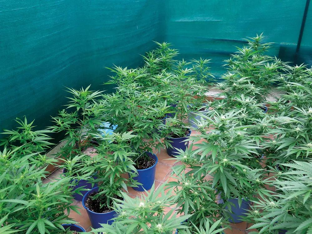 No todas las variedades empiezan a florecer a la vez, pero la mayoría lo hace entre mediados de julio y mediados de agosto.