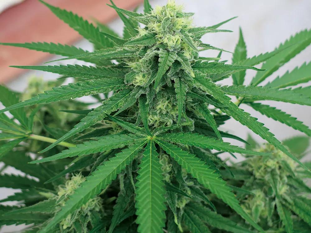 Las plantas crean resina psicoactiva para evitar que se las coman los herbívoros y proteger las flores. 