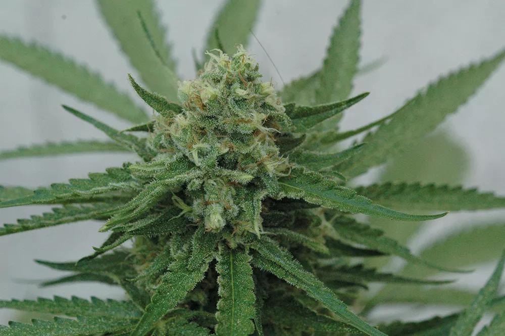 Si cosechamos los cogollos un poco antes, son más estimulantes, y un poco más tarde, resultan más narcóticos. 