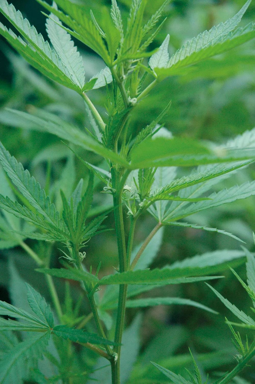 Las primeras flores en aparecer se llaman preflores y nacen junto al tallo central y las ramas principales.