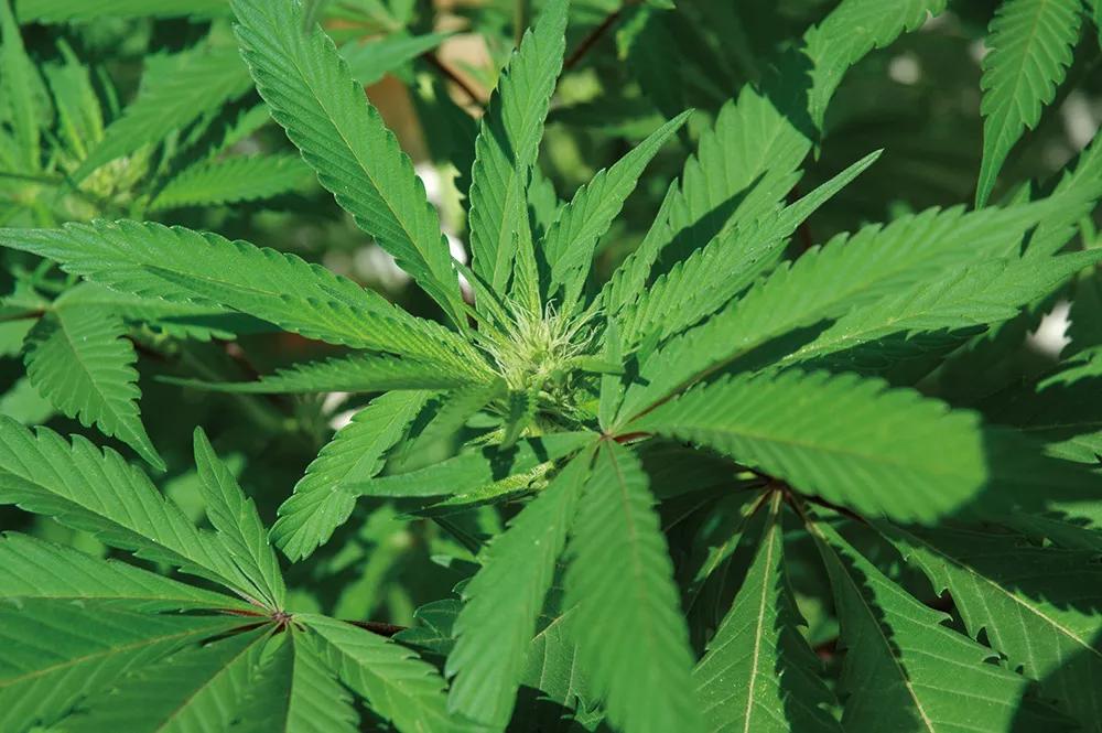 En la primera fase de la floración se forman pequeños ramilletes de flores en el extremo de las ramas.