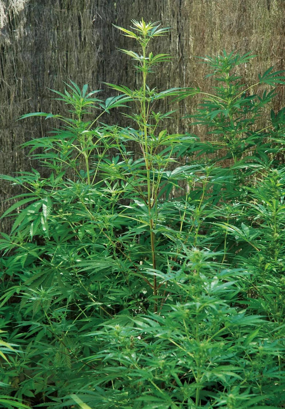 Durante las tres o cuatro primeras semanas, las plantas crecen mucho en altura.