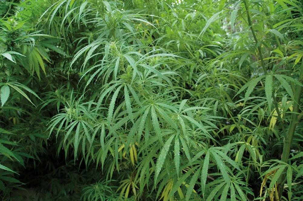 La floración de las sativas es lenta, a menudo no están maduras hasta finales de octubre o noviembre.