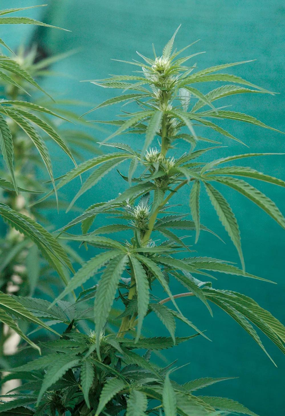 Principio de floración de una variedad sativa.