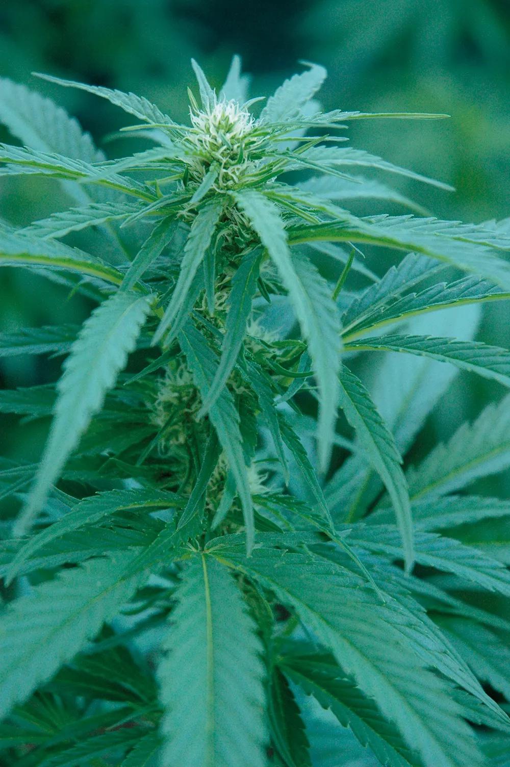 A mitad de la floración cesa el crecimiento en altura y los cogollos comienzan a engordar.