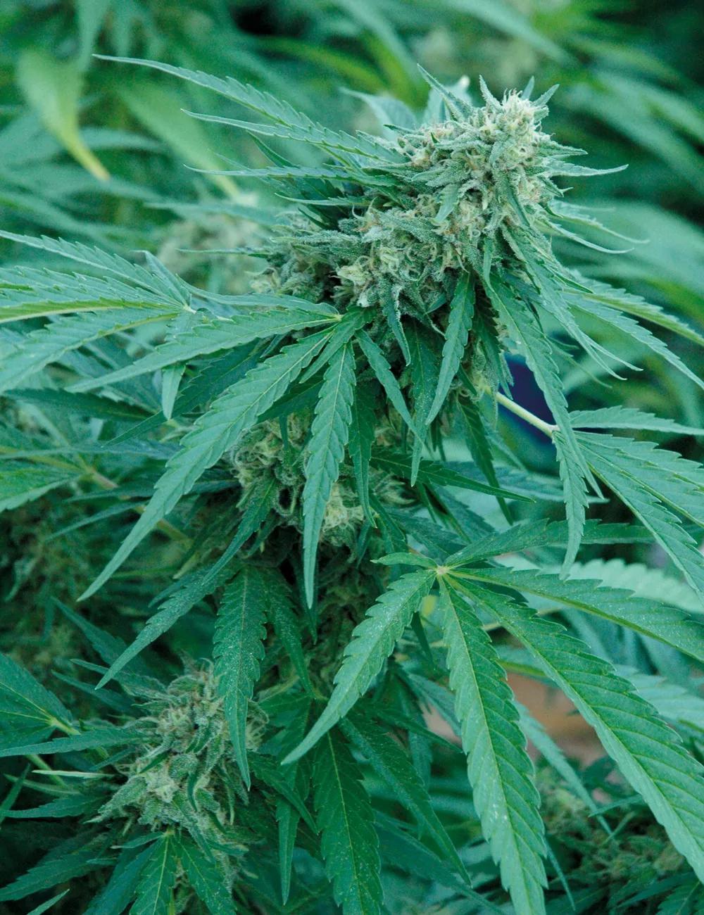 Los estimuladores de floración ayudan a que las plantas logren cogollos densos y resinados, pero no hay que abusar de ellos.