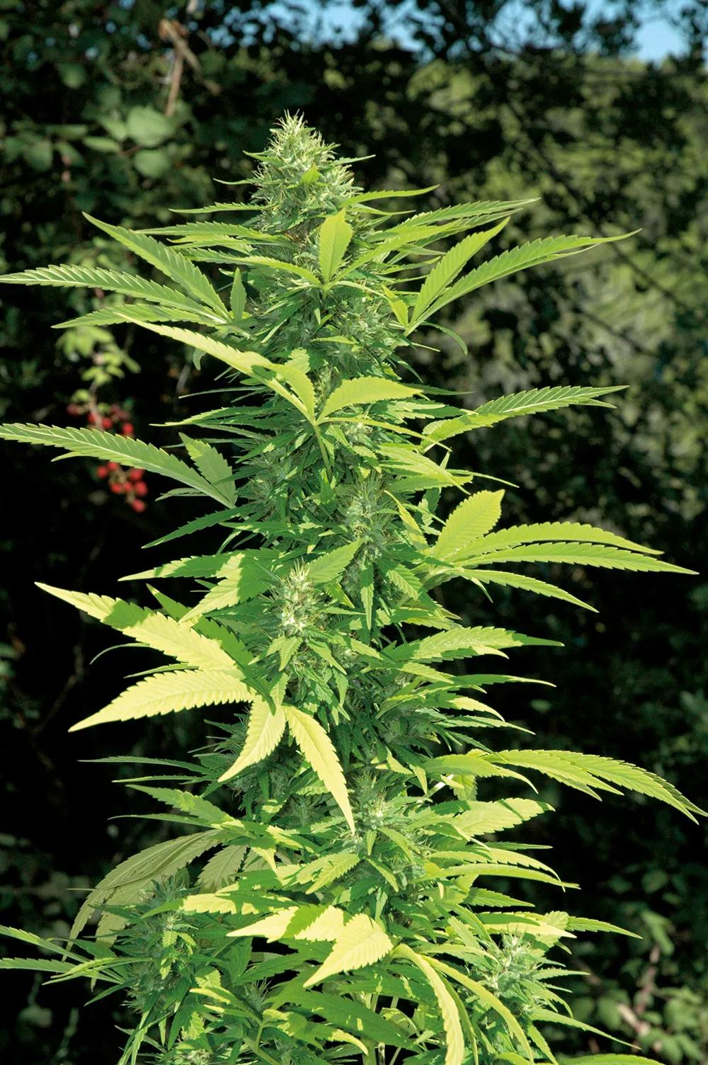 Un exceso de amarilleamiento en los cogollos indica una carencia nutritiva que se corrige aumentando la frecuencia de abonado.