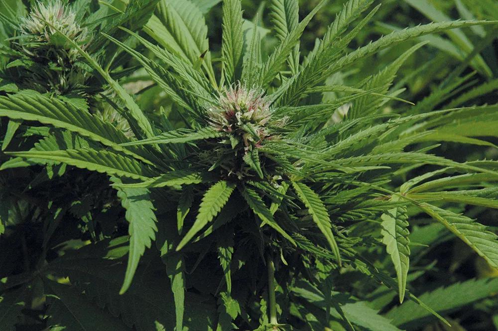 En este cogollo, el color rojo solo está en los estigmas de las flores.