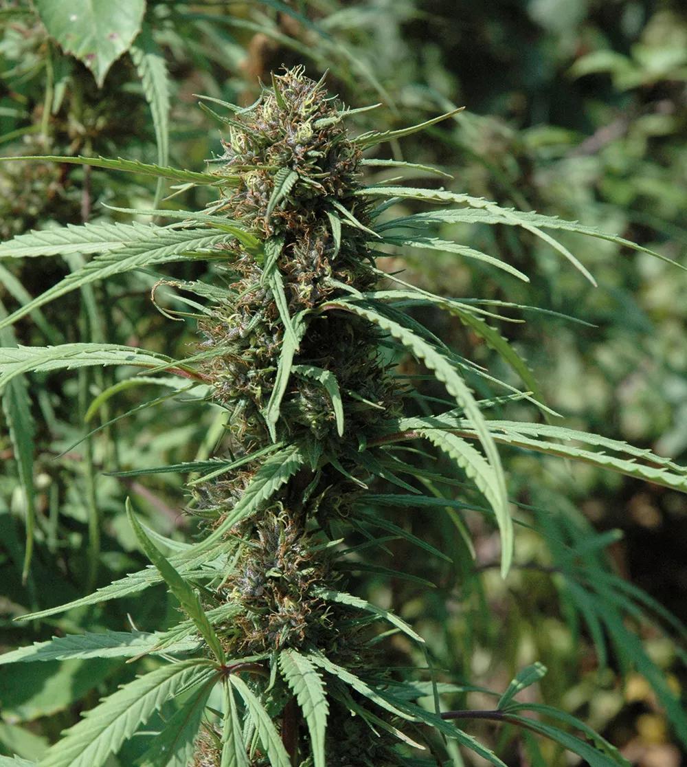 En este cogollo, los tonos violeta claro contrastan con el naranja marrón de los estigmas. 