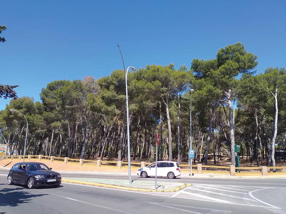 Pinar frente al Colegio San Luis Gonzaga. Legendario enclave para pillar apaleo y perfecto para fumar a la sombra de los mismos pinos que Rafael Alberti describió en La arboleda perdida