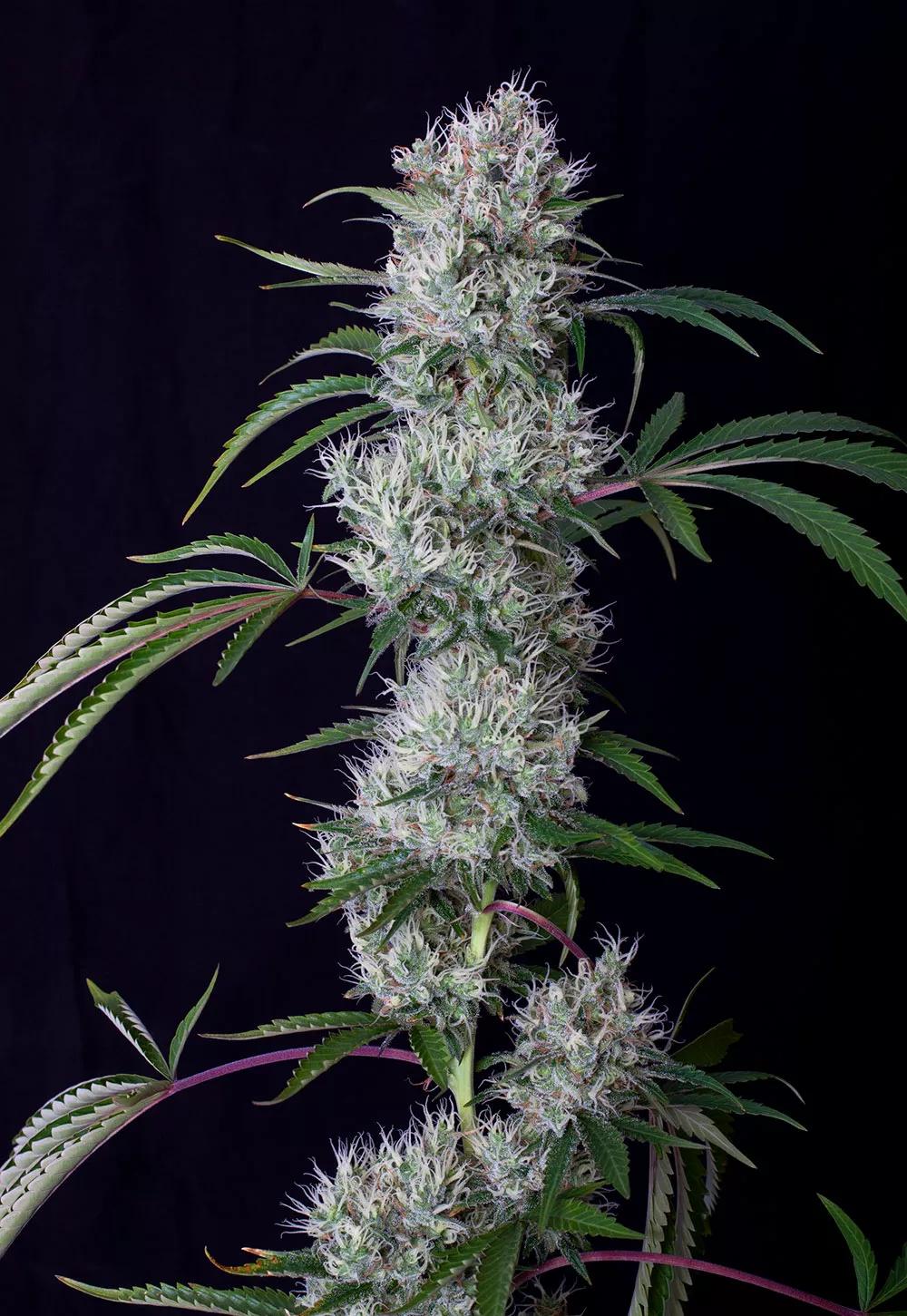 Buddha Cookie te atrapará con su delicioso aroma a chocolate y galleta recién horneada.