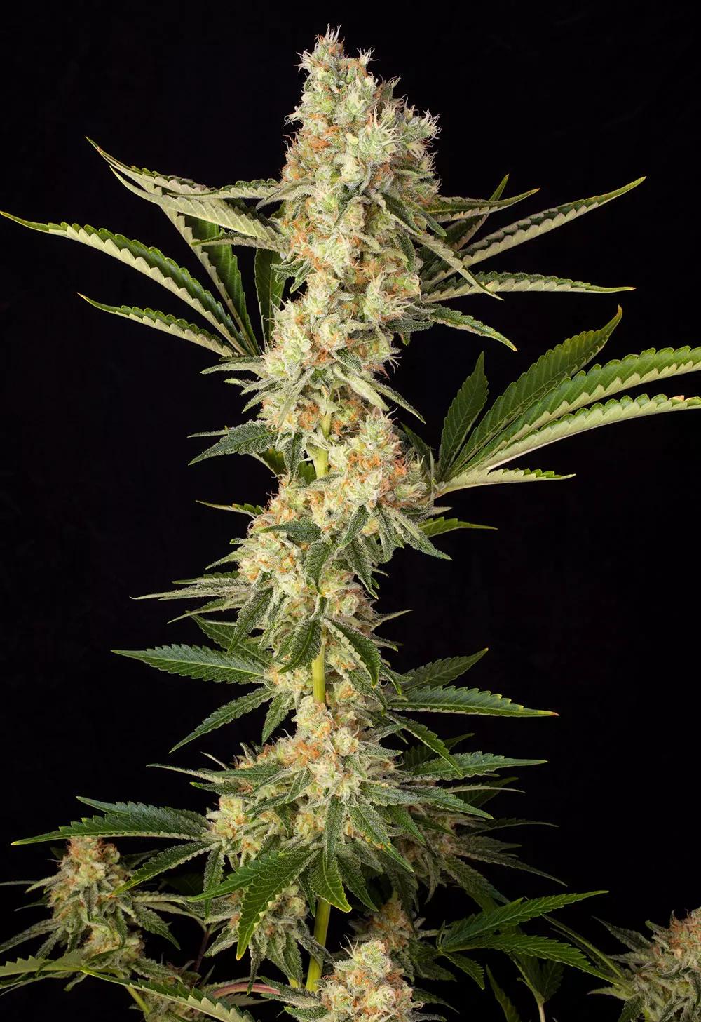 La experiencia de Buddha Wedding Cheesecake es como si estuvieras comiendo una tarta de queso.