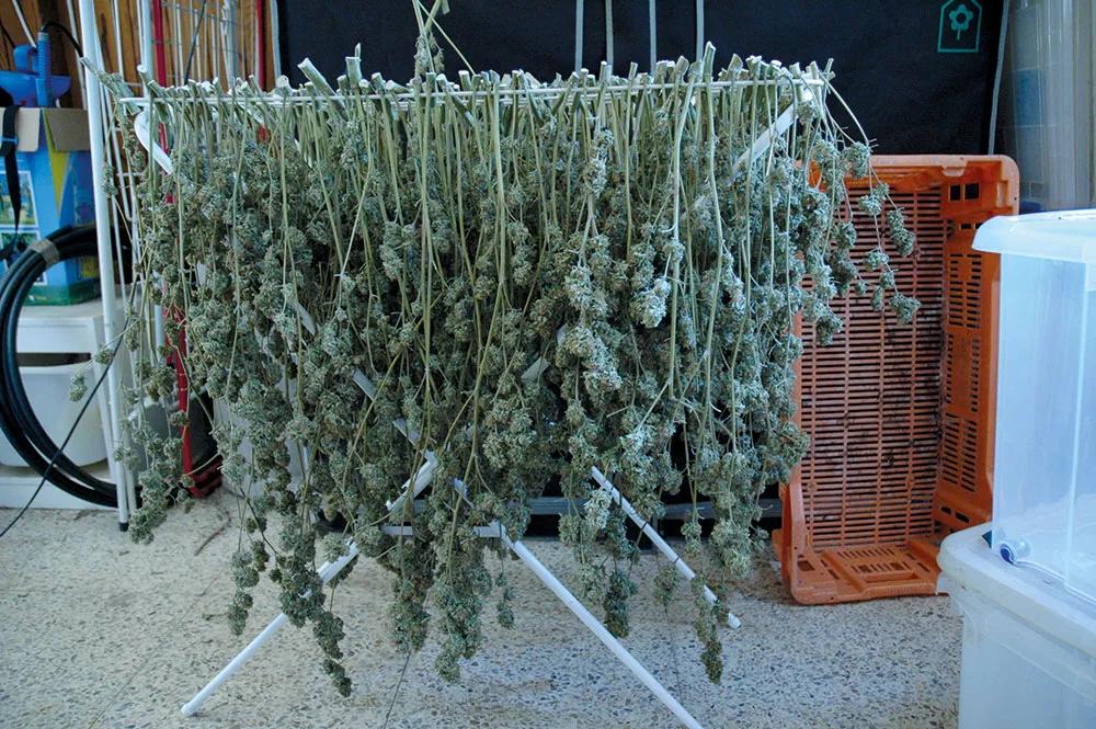 Los tendederos plegables resultan muy útiles para secar la cosecha y ocupan poco espacio. 