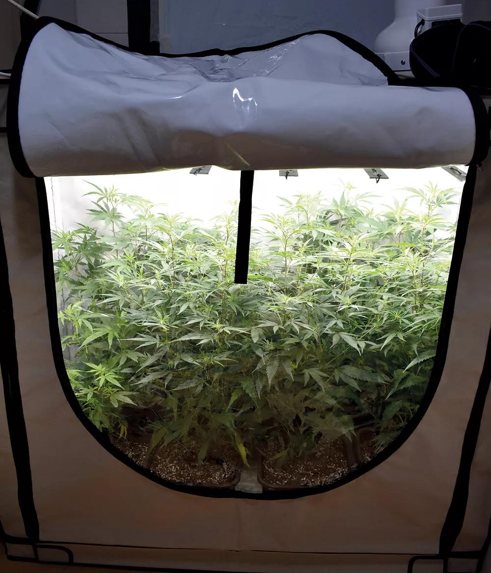 Los armarios de cultivo son prácticos y se pueden colocar en casi cualquier espacio. 