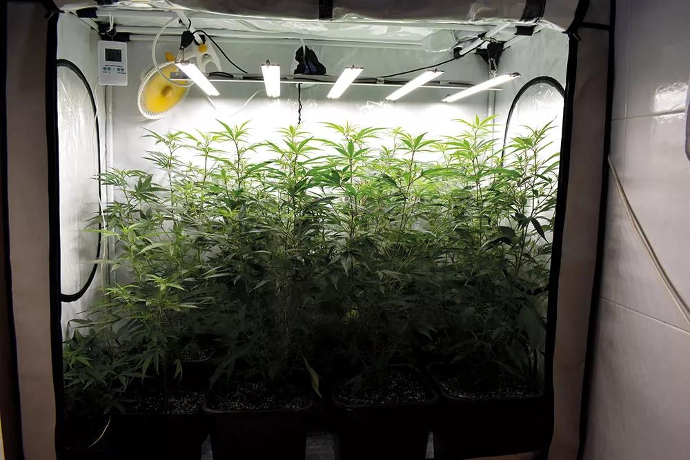 Las lámparas de ledes permiten cultivar en armarios de menor altura, pues se pueden acercar más a las plantas.