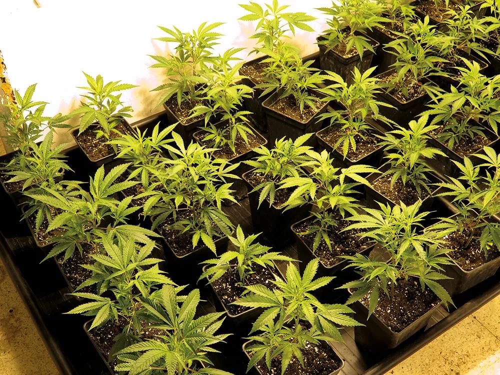 No pondremos demasiadas plantas por metro cuadrado hasta que no tengamos experiencia o tendremos problemas. 