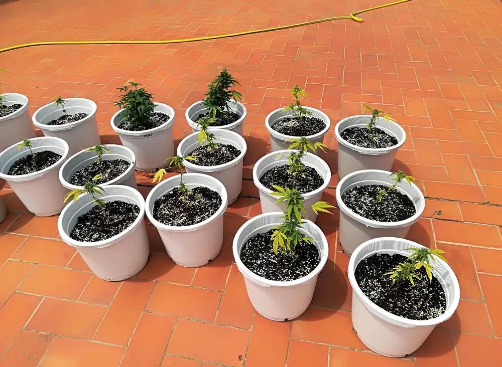 Olvidarse de regar o de abonar es cruel con las plantas y muy poco efectivo para lograr una buena cosecha. 