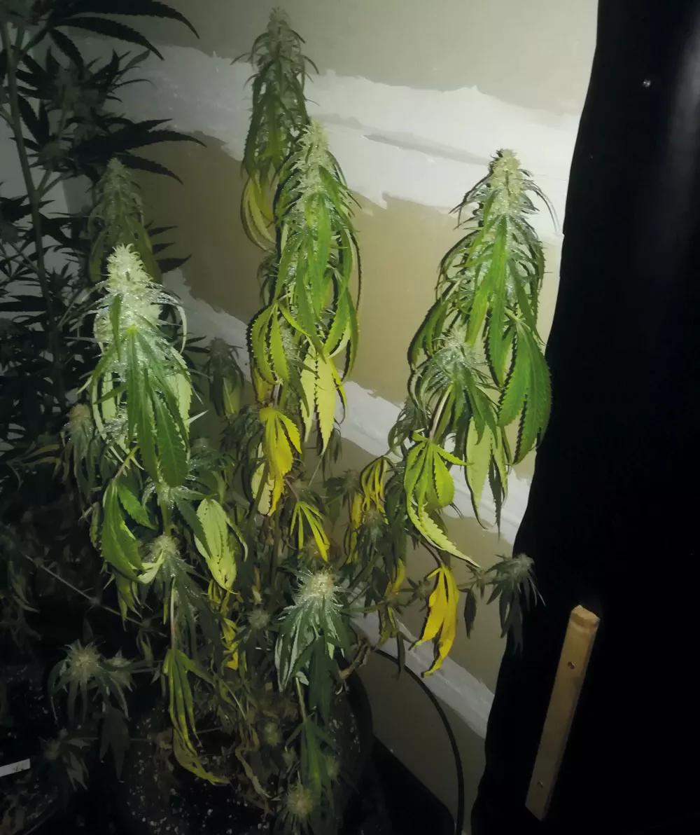 Riega las plantas antes de que se muestren marchitas. 