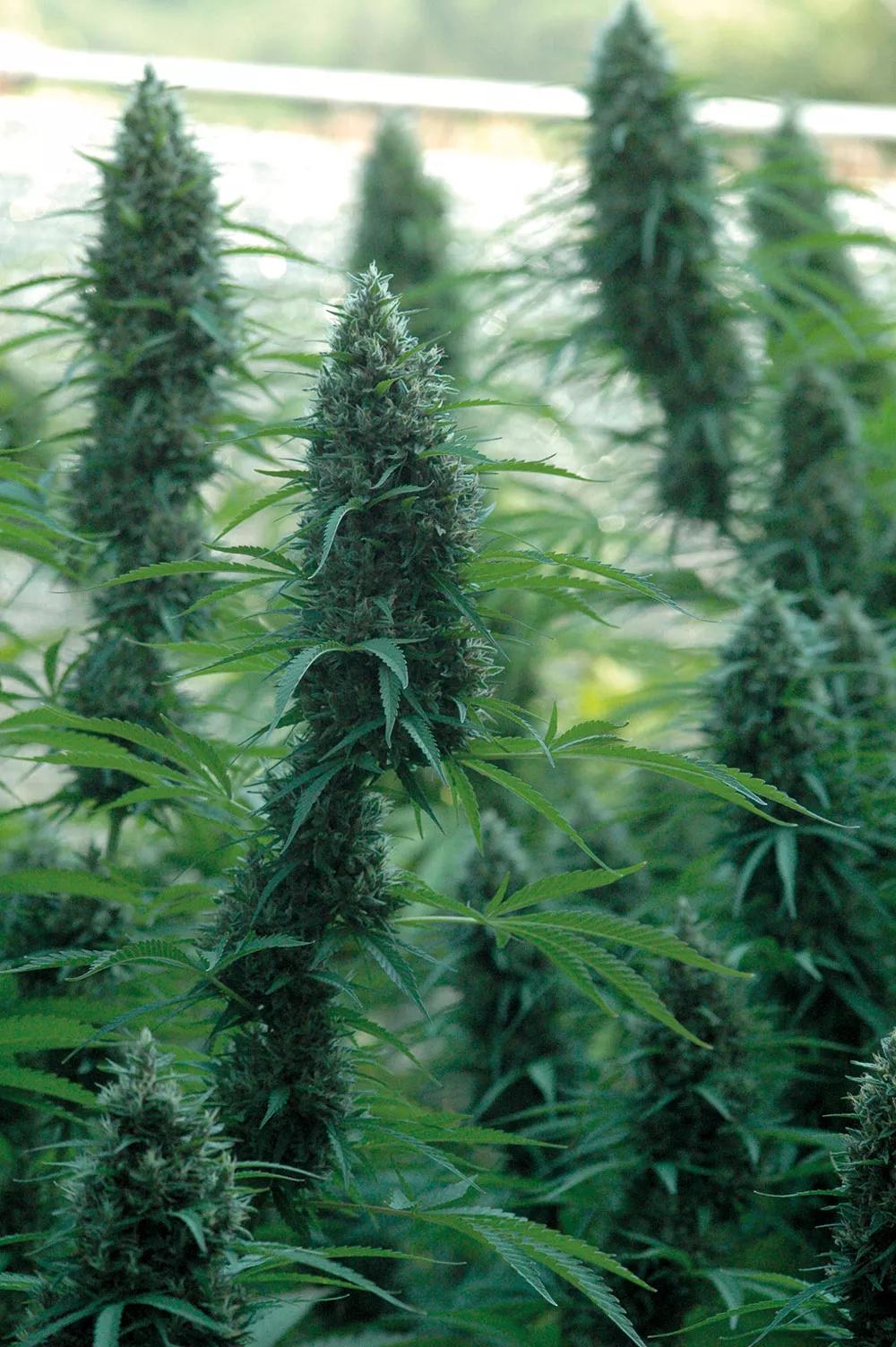 Primeros síntomas de oídio: elimina todas las hojas infectadas y fumiga con bicarbonato potásico inmediatamente. 