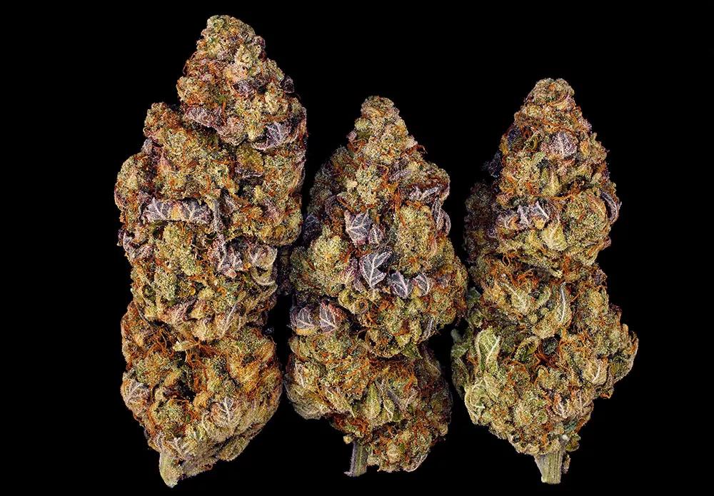 BARNEYS FARM MIMOSA EVO by TONI13