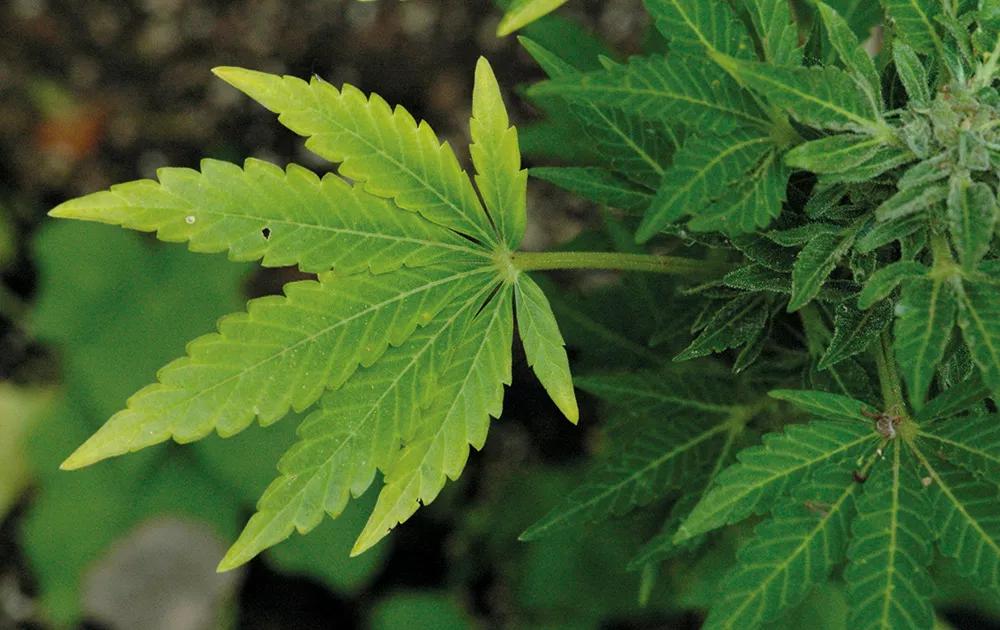 En las hojas viejas o que amarillean, la planta realiza la proteólisis para aprovechar los nutrientes. 