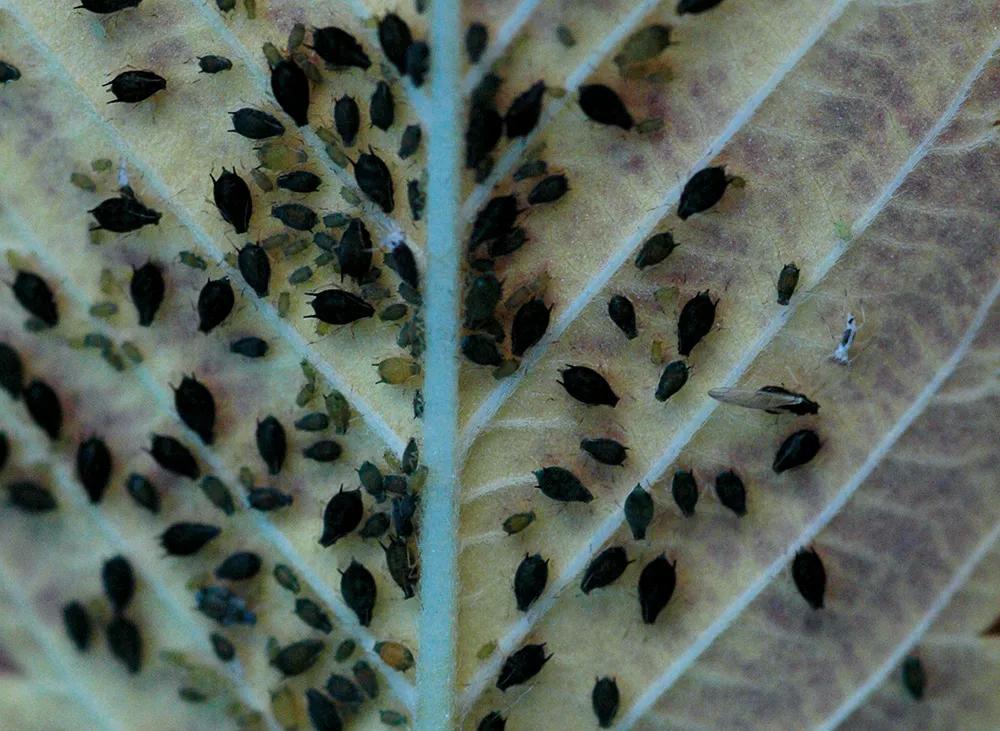 Los pulgones, como la mayoría de plagas, necesitan comer aminoácidos libres, pues no pueden digerir las proteínas. 