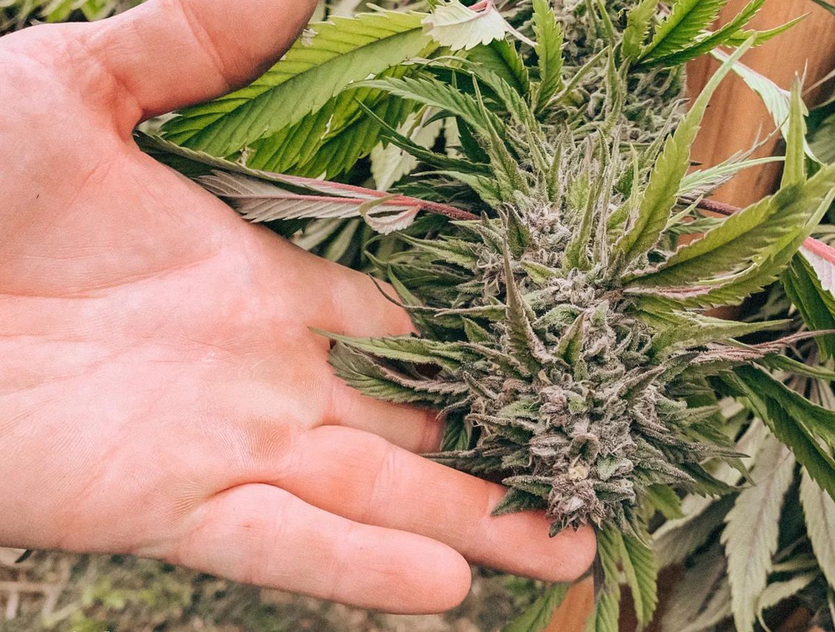 El cannabis ya es el quinto cultivo más valioso en EE UU 