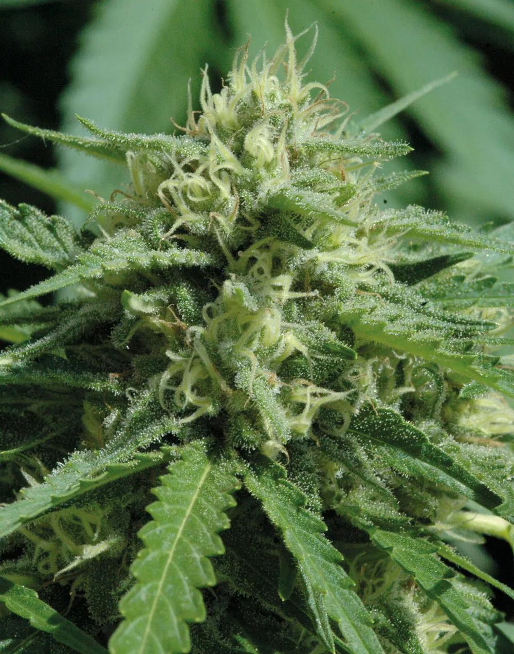 Un día de verano las plantas pueden recibir una DLI de hasta 60 mol/m2.