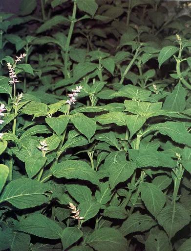 La hierba de los dioses