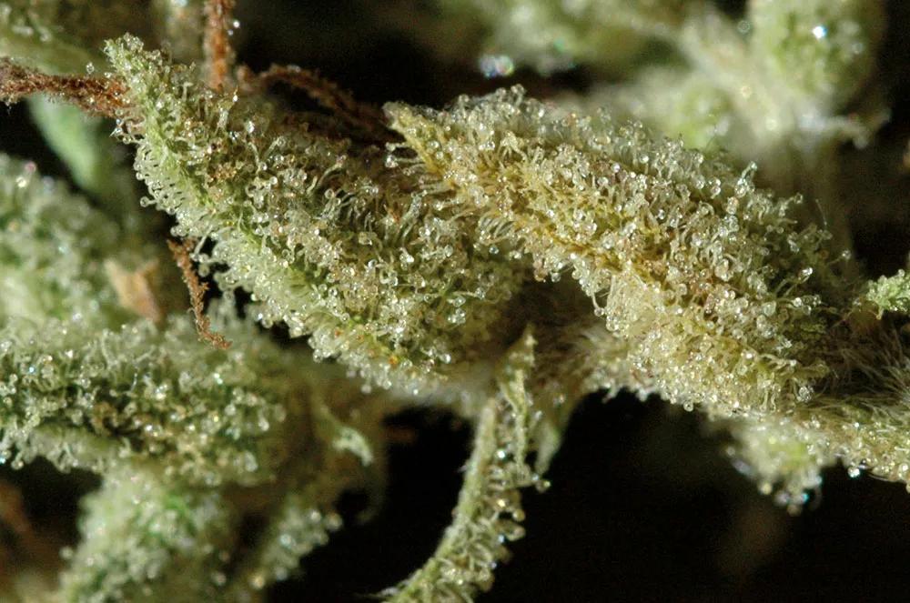 Pesa siempre la cantidad catada; el volumen no es nada exacto para medir la cantidad de cannabis. 