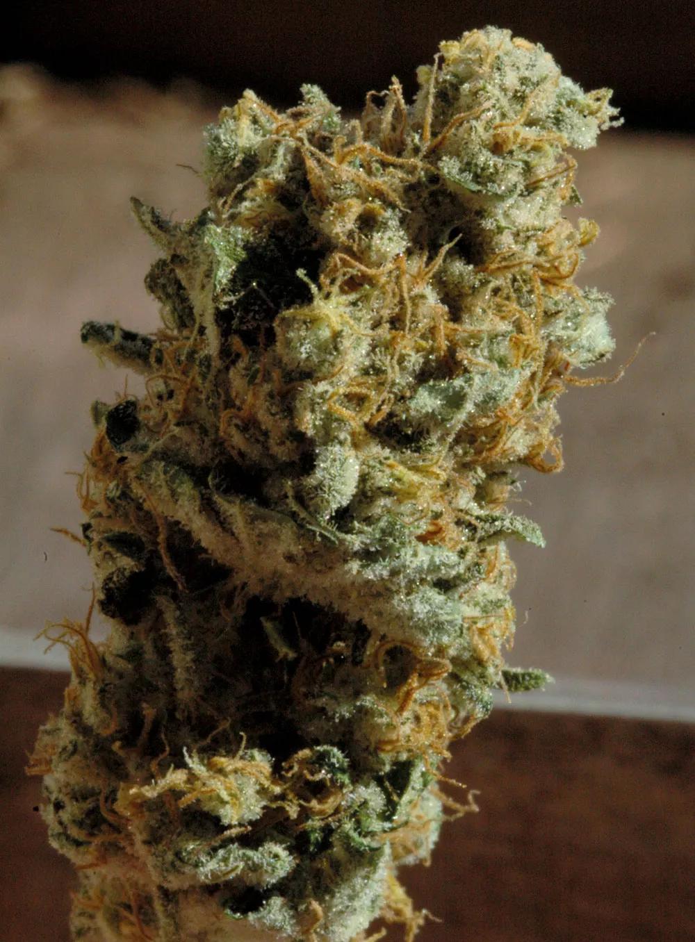 Una gran cobertura de resina suele indicar alta potencia. 