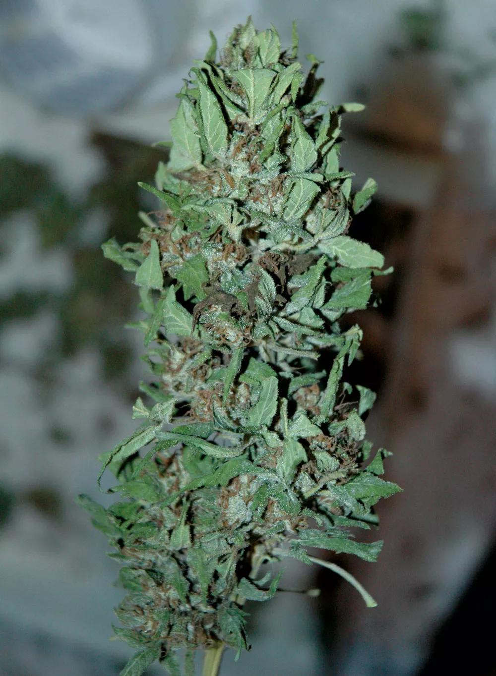 ¡Vigila!: esas hojas oscuras probablemente esconden algún hongo. 