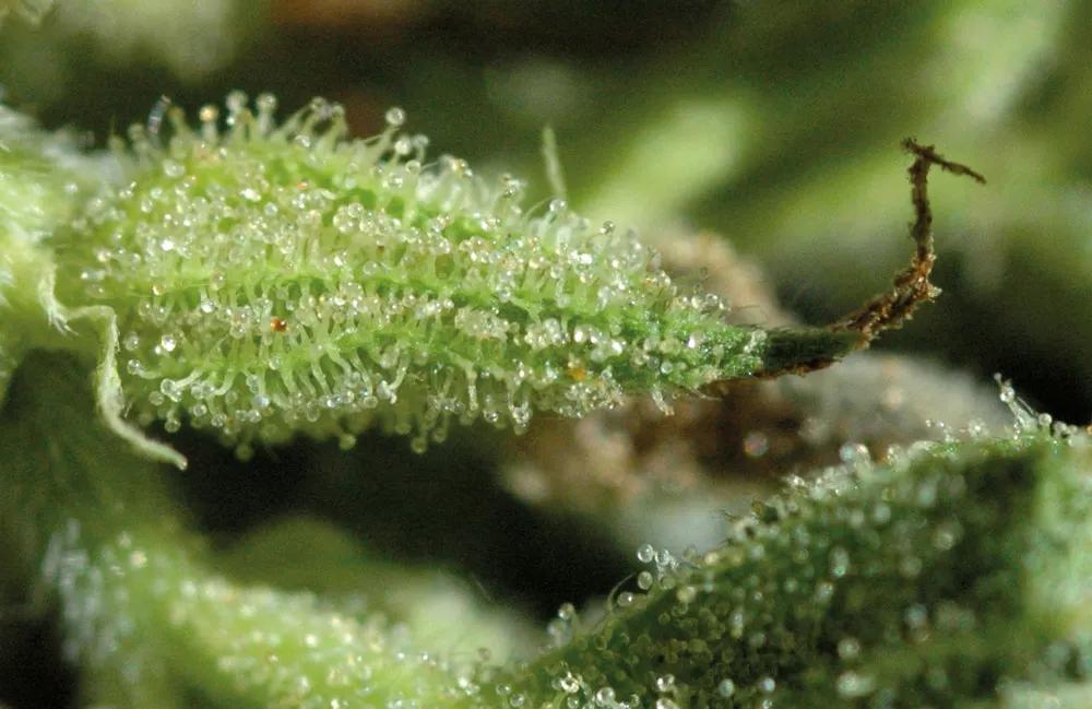 La vista, el tacto, el olfato, el gusto y hasta el oído nos dan información sobre el cogollo. 