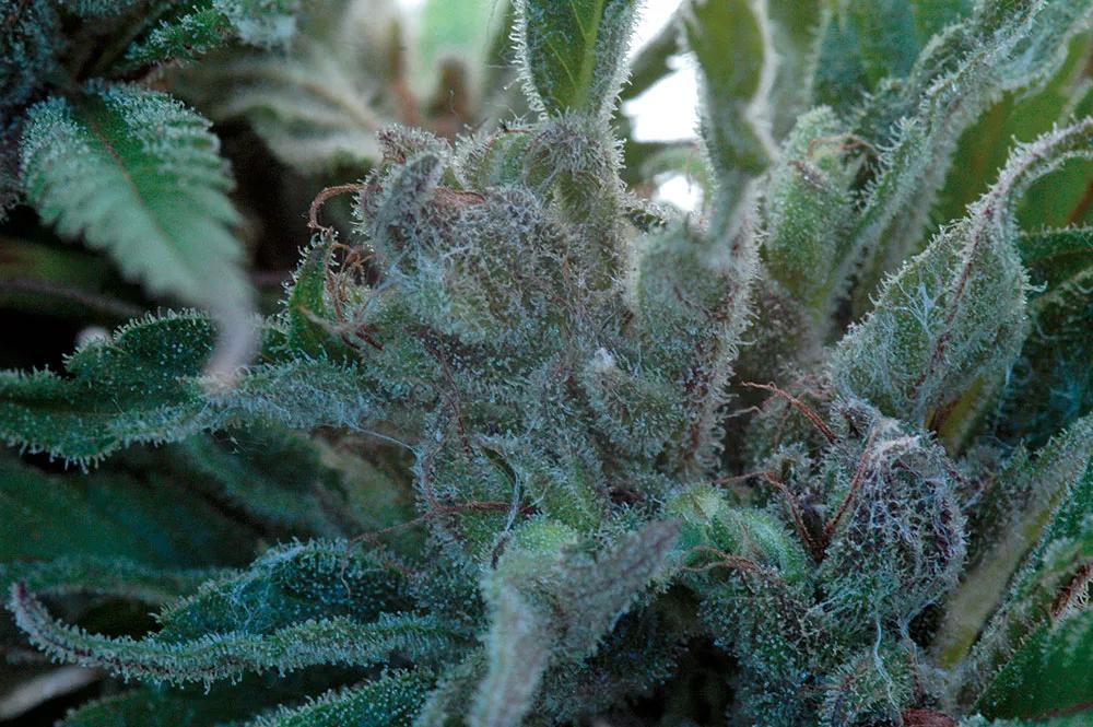 Los hilillos blancos entre las glándulas de resina son oídio, el hongo blanco que destruye cosechas si no se controla. 